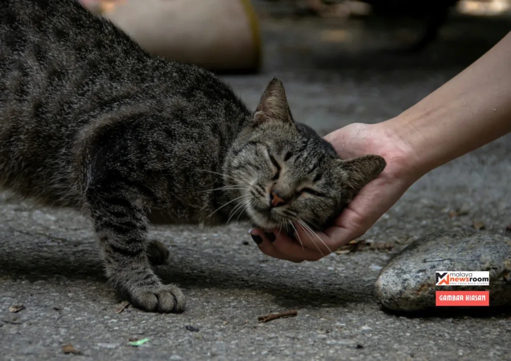 Menyantuni-kucing