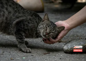 Menyantuni-kucing
