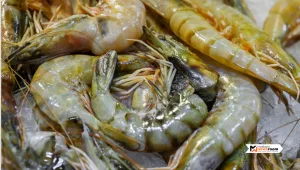 Mungkinkah kulit udang membantu menyelesaikan masalah plastik?